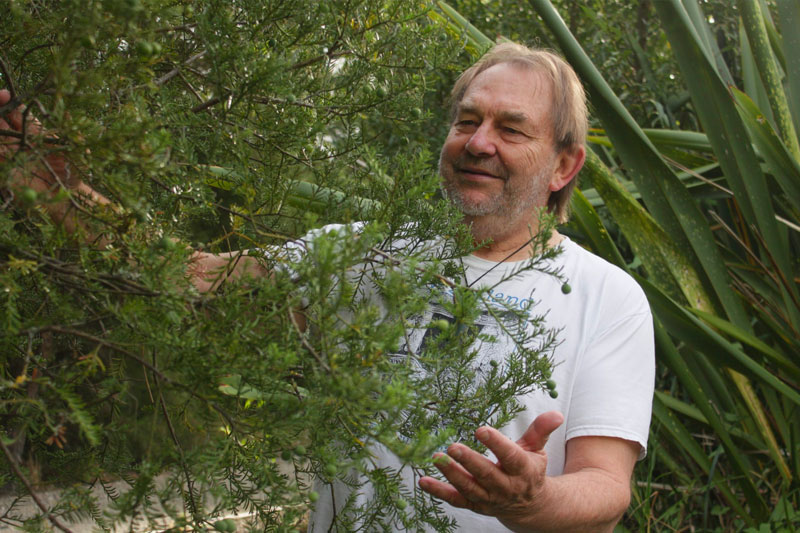 Dr Colin Meurk examining kānuka foliage in the field
