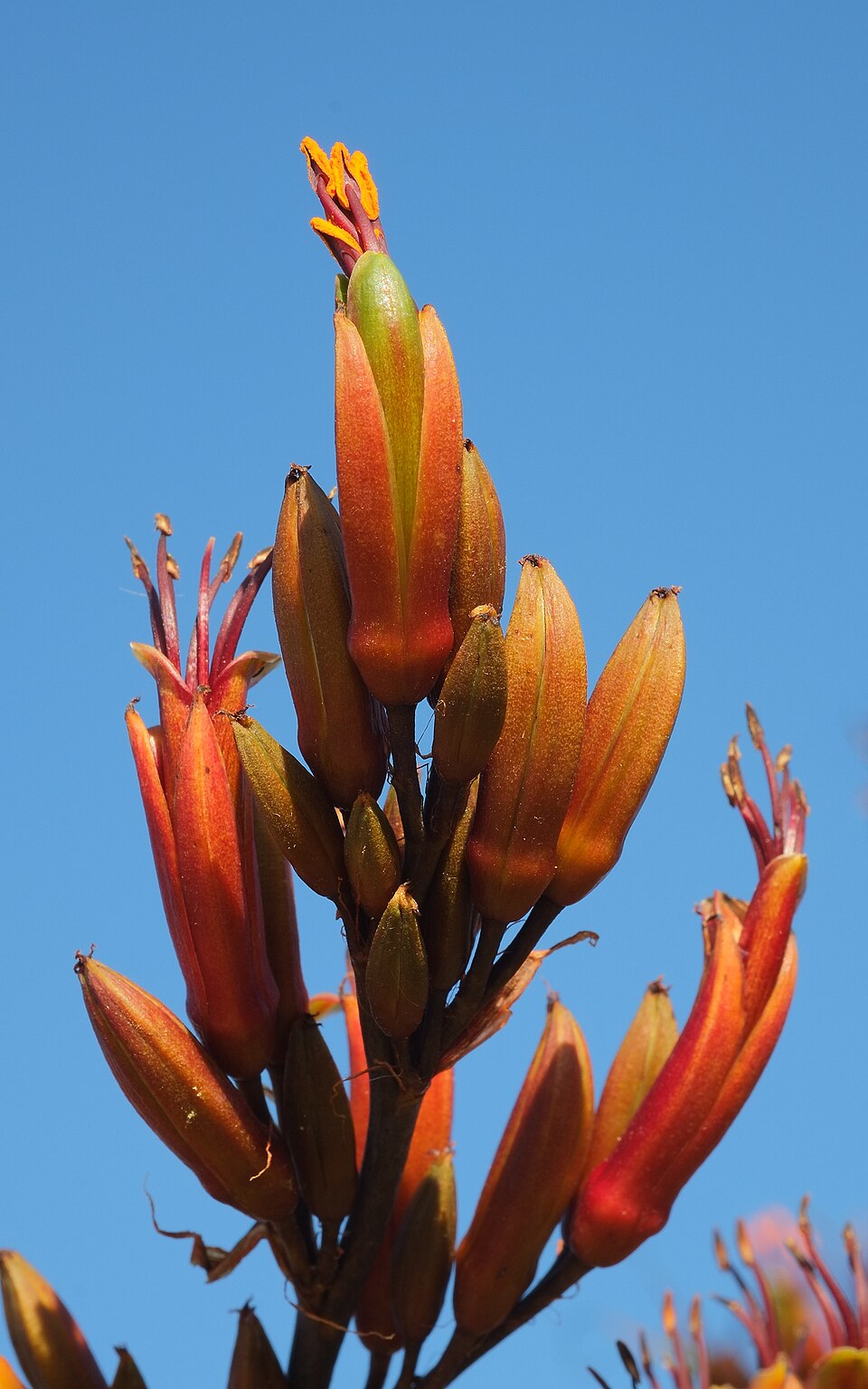 New Zealand flax, harakeke, with a tall flower spike against a blue sky