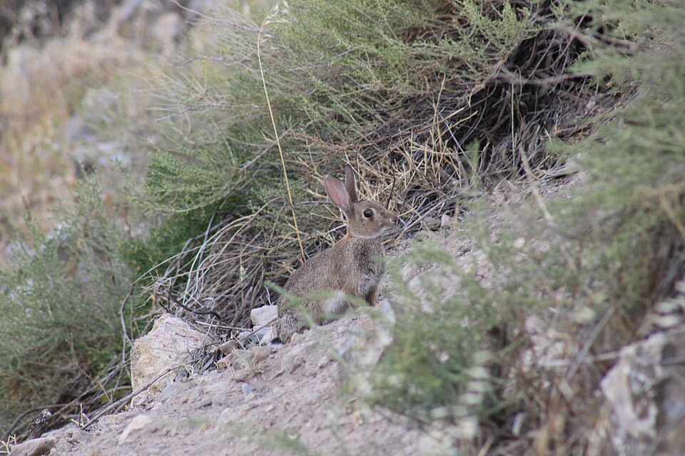 A European rabbit on short grass